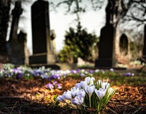 crocuses in bloom at a cemetary