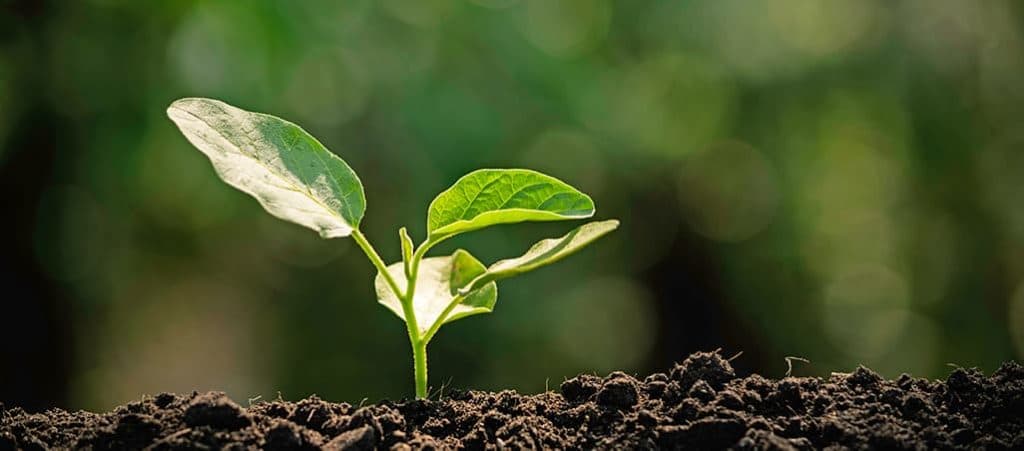 Young plant breaking through the soil