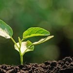 Young plant breaking through the soil